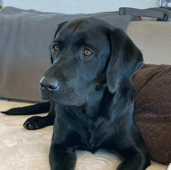 Schwarzer Labrador liegt aufmerksam auf dem Sofa, weiches Fell, sanfter Blick.